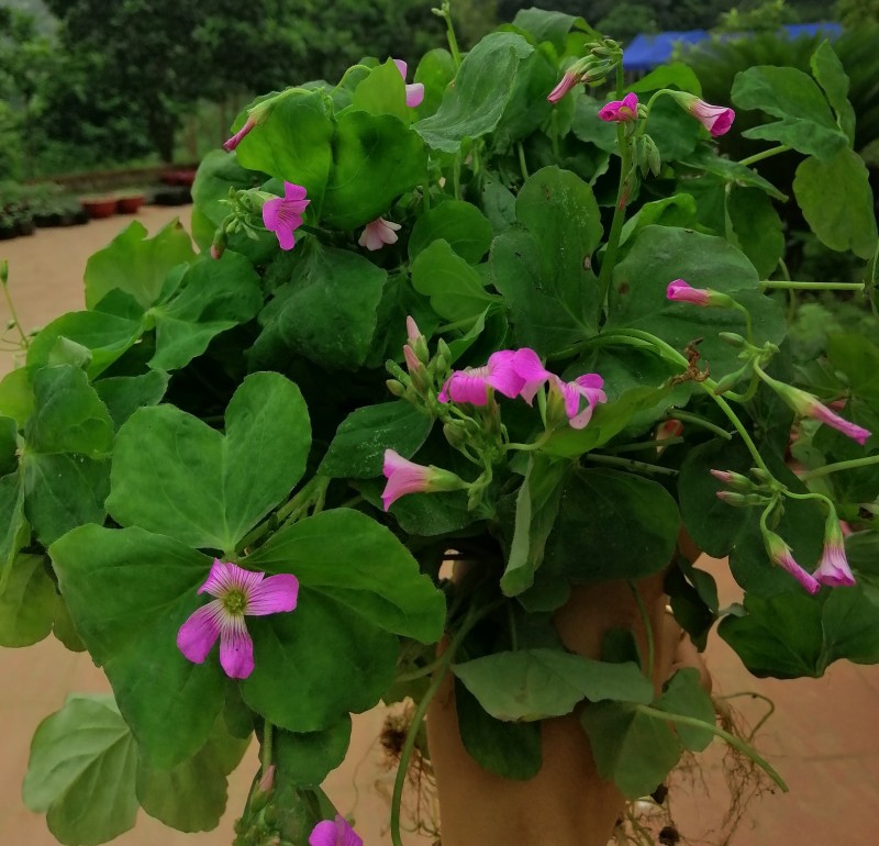 Chua me hữu cơ Đại Ngàn (túi 150gram)